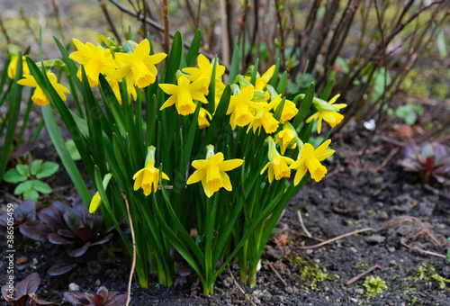 Daffodils in the garden