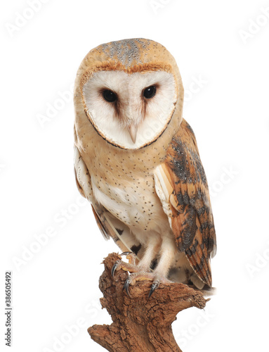 Beautiful common barn owl on twig against white background