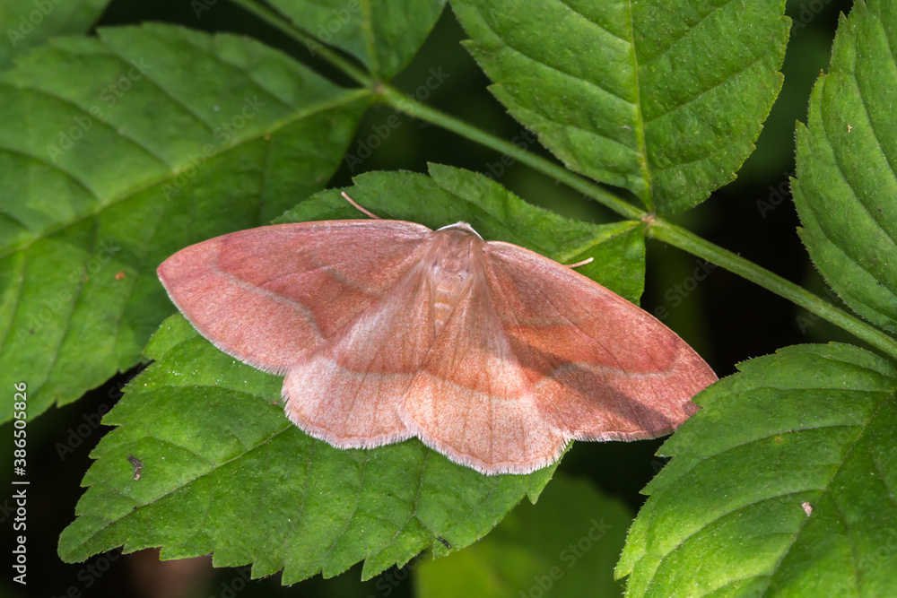 Barred red (Hylaea fasciaria)
