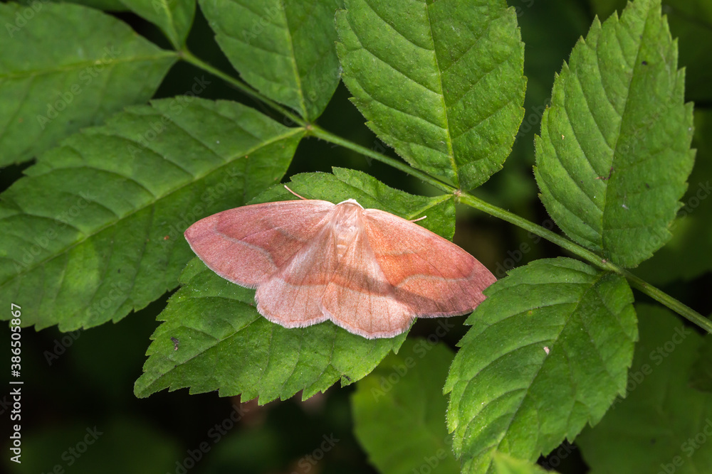 Barred red (Hylaea fasciaria)