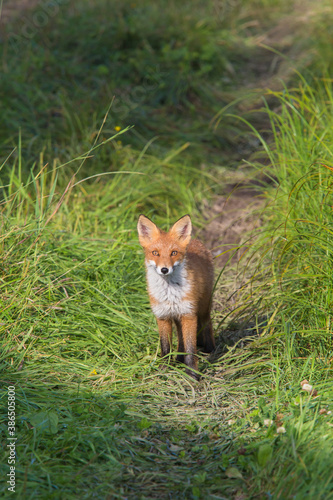 Beautiful young red Fox in the wild. © Elena