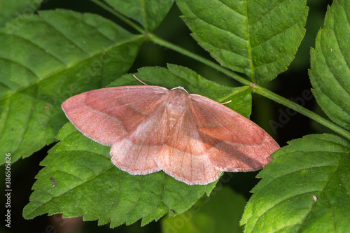 Obraz na płótnie Barred red (Hylaea fasciaria) w salonie