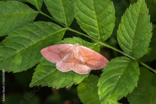 Obraz na płótnie Barred red (Hylaea fasciaria) w salonie