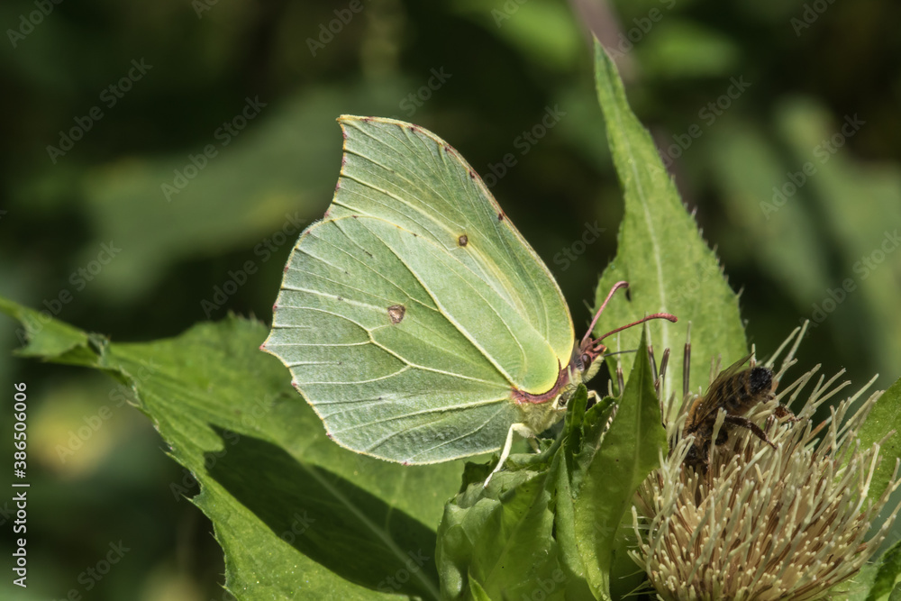 Common brimstone (Gonepteryx rhamni)