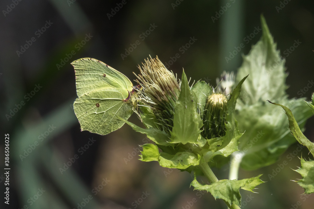 Common brimstone (Gonepteryx rhamni)