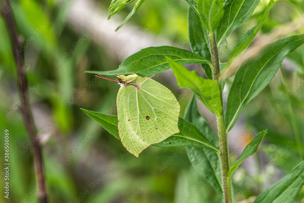 Common brimstone (Gonepteryx rhamni)