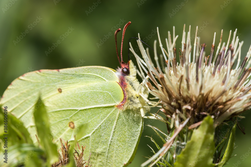 Common brimstone (Gonepteryx rhamni)