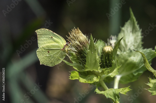 Obraz na płótnie Common brimstone (Gonepteryx rhamni) w salonie