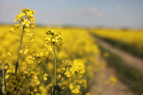 yellow rapeseed on a background of the sky. selective focus on color. canola field with ripe rapeseed, agricultural background