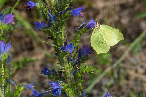 Obraz na płótnie Common brimstone (Gonepteryx rhamni) w salonie