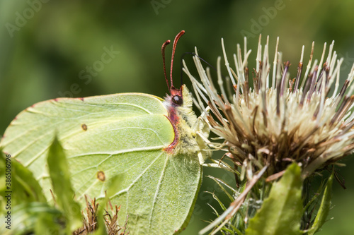Obraz na płótnie Common brimstone (Gonepteryx rhamni) w salonie
