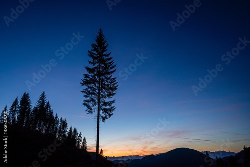 lonely tree and blue sky after sunset 