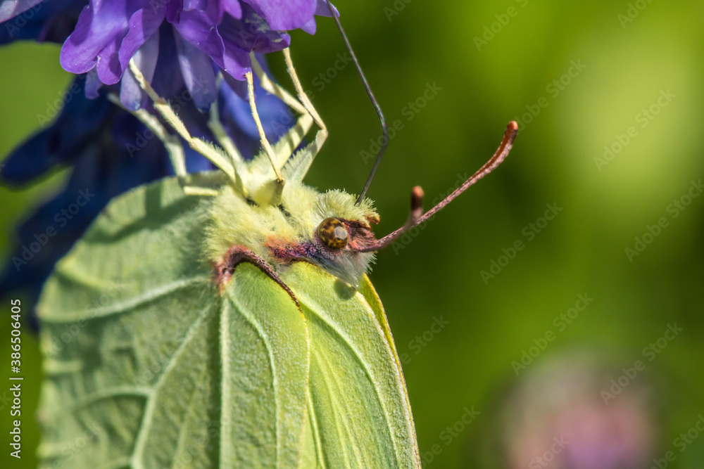Common brimstone (Gonepteryx rhamni)