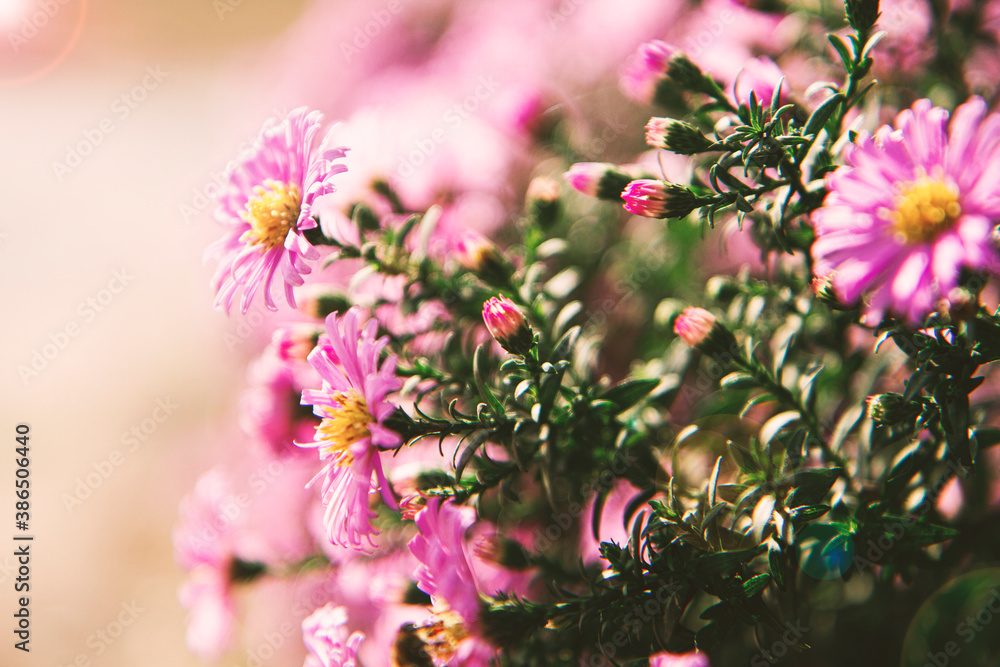 pink flowers in autumn