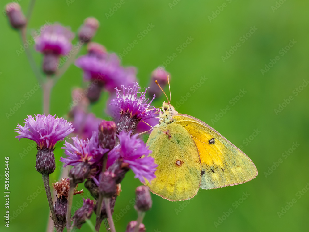 A yellow sulpher butterfly pollinating a purple wildflower with a green background in nature on a late summer day. Insect wildlife, green and purple in nature. A yellow sulpher butterfly pollinating a purple wildflower with a green background in nature on a late summer day. Insect wildlife, green and purple in nature.