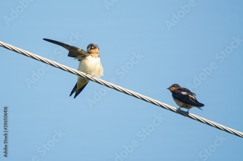 Golondrina Tijereta © alfredo914