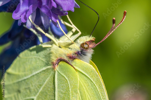 Obraz na płótnie Common brimstone (Gonepteryx rhamni) w salonie