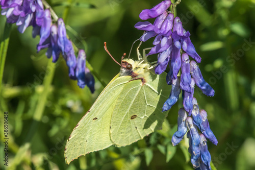 Common brimstone (Gonepteryx rhamni)