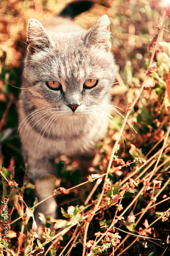 cat on the grass. Gray cat.