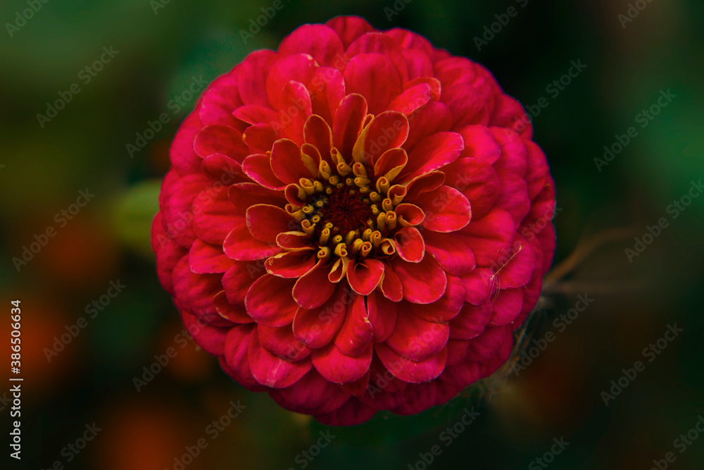 Pink dahlia flower Pink dahlia flower