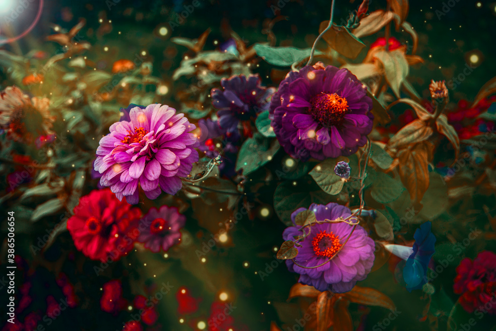 Magic flowers in the garden. Colorful gerbera