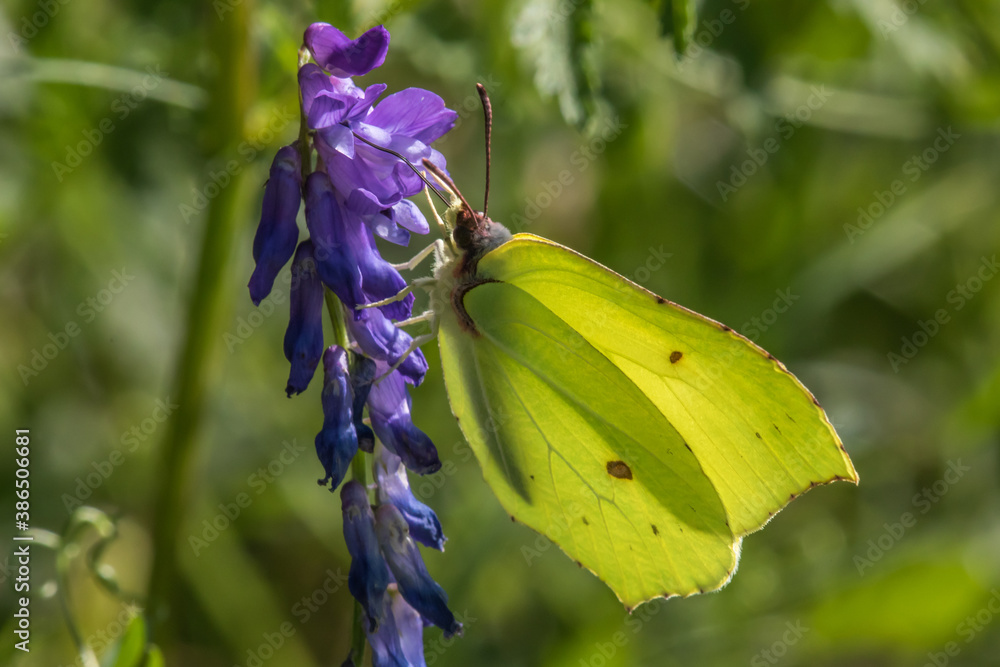 Common brimstone (Gonepteryx rhamni)