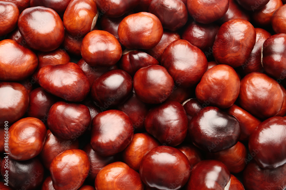 Pile of horse chestnuts as background, top view Pile of horse chestnuts as background, top view
