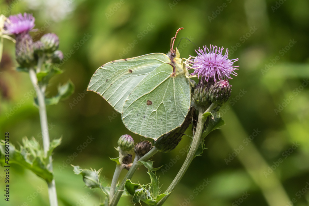 Common brimstone (Gonepteryx rhamni) Common brimstone (Gonepteryx rhamni)