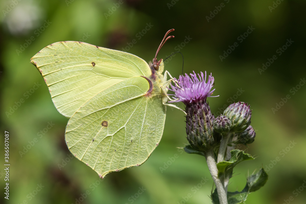 Common brimstone (Gonepteryx rhamni)