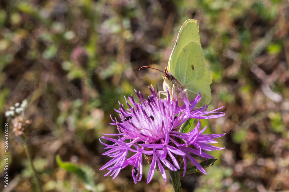 Common brimstone (Gonepteryx rhamni)