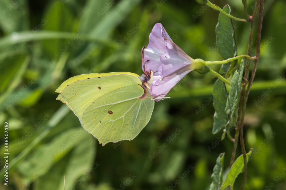 Common brimstone (Gonepteryx rhamni)