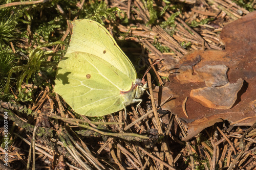 Obraz na płótnie Common brimstone (Gonepteryx rhamni) w salonie