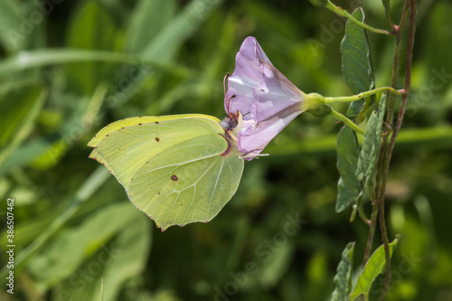 Obraz na płótnie Common brimstone (Gonepteryx rhamni) w salonie