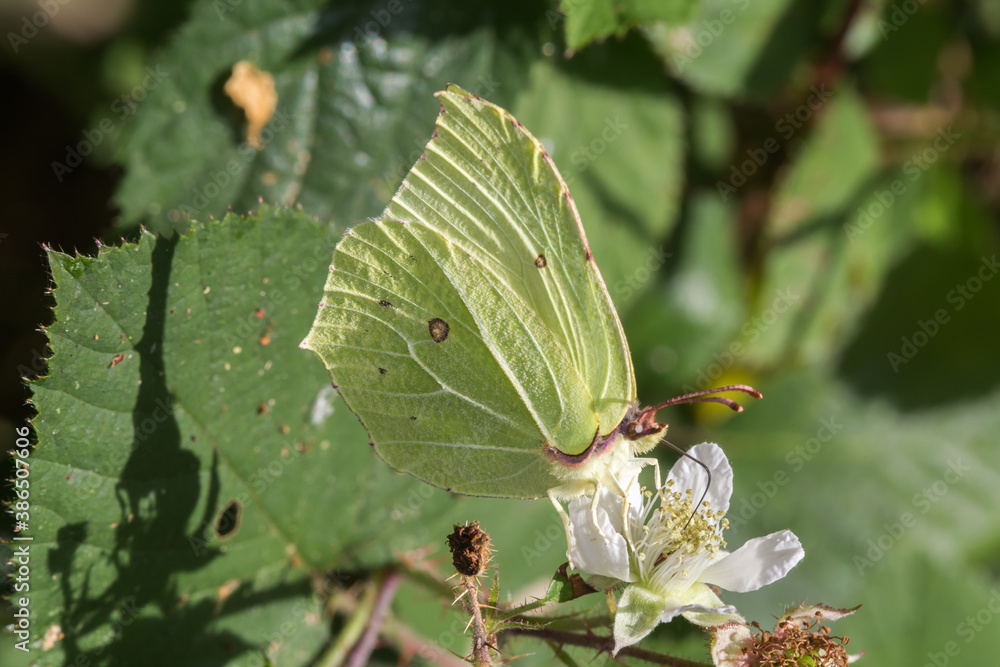 Common brimstone (Gonepteryx rhamni)