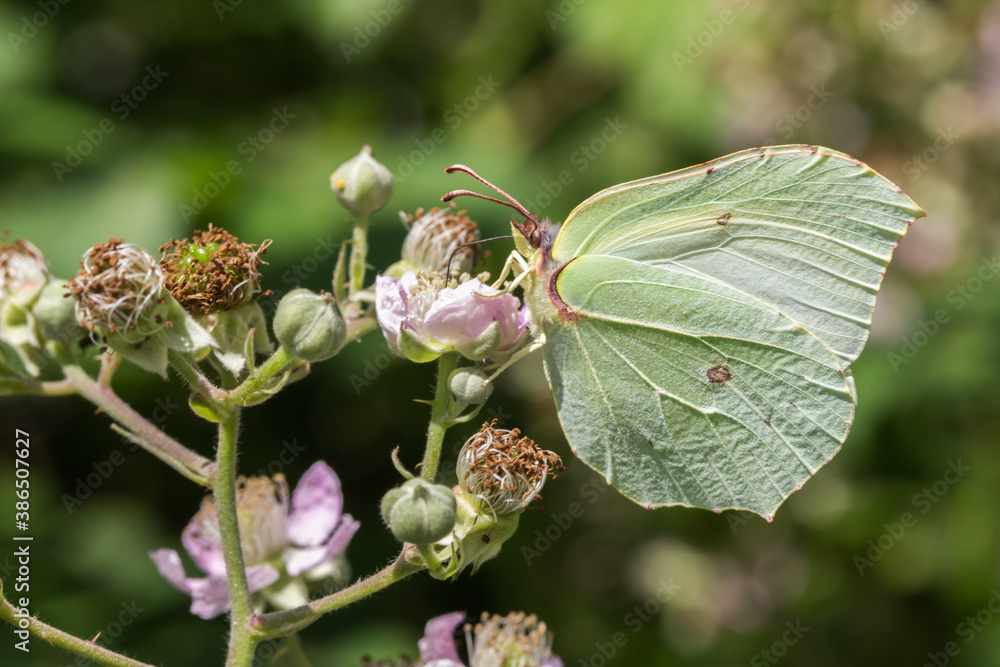 Common brimstone (Gonepteryx rhamni)
