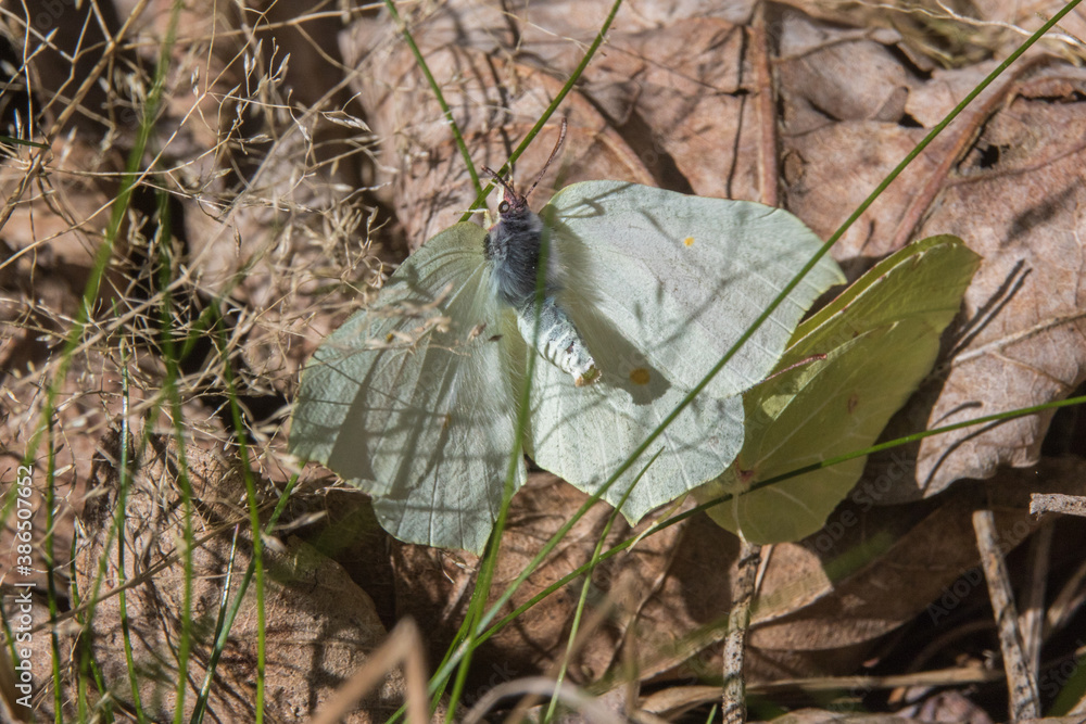 Common brimstone (Gonepteryx rhamni)
