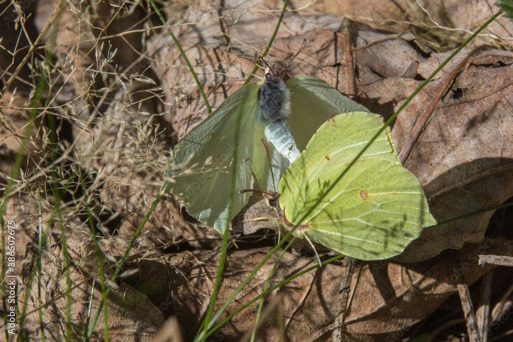 Common brimstone (Gonepteryx rhamni)