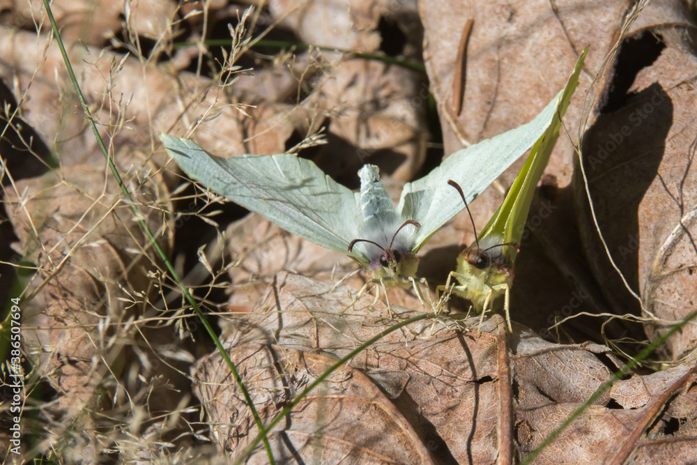 Common brimstone (Gonepteryx rhamni)