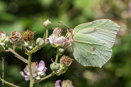 Obraz na płótnie Common brimstone (Gonepteryx rhamni) w salonie