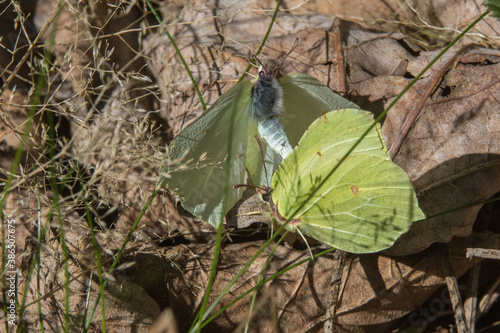 Obraz na płótnie Common brimstone (Gonepteryx rhamni) w salonie
