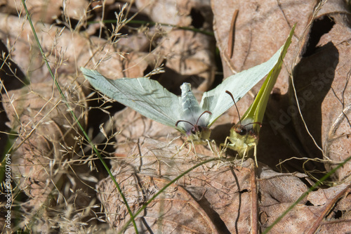 Obraz na płótnie Common brimstone (Gonepteryx rhamni) w salonie