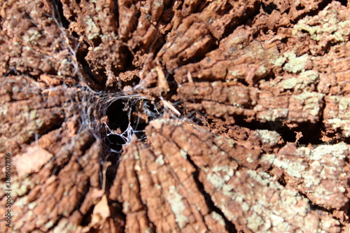 the burrow of a spider in the hole of a dry trunk