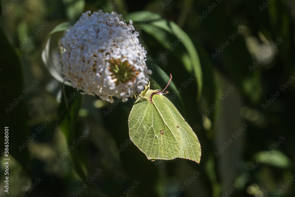 Common brimstone (Gonepteryx rhamni)