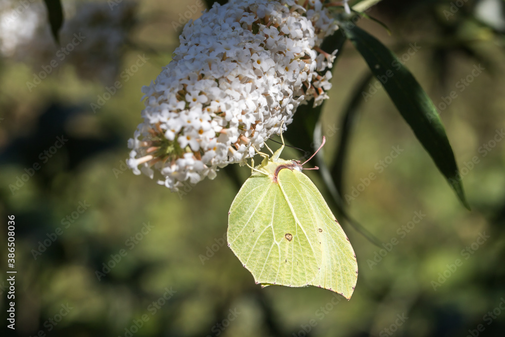 Common brimstone (Gonepteryx rhamni)