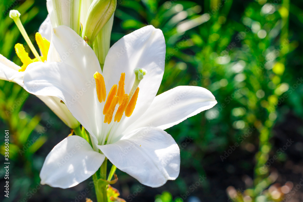 Obraz premium White flower Lily variety Candidum on a green background
