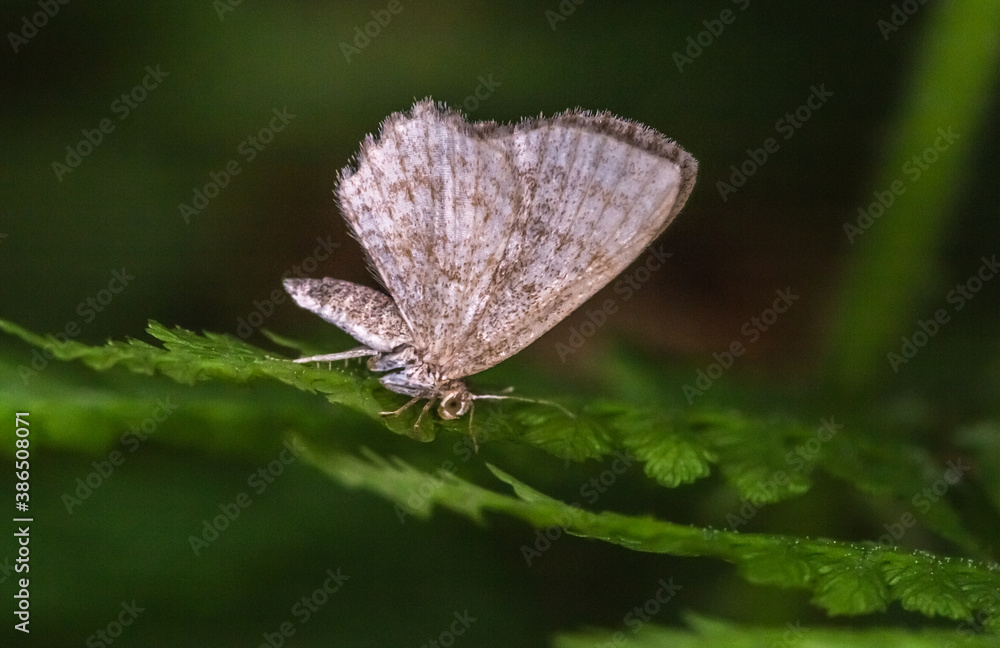 Dingy shell (Euchoeca nebulata)