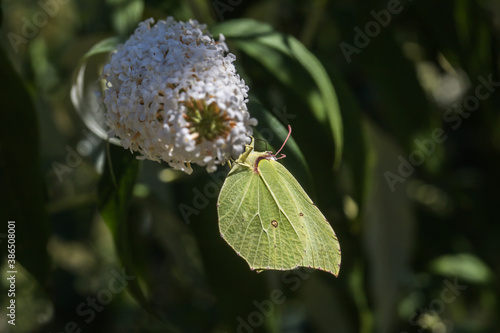 Common brimstone (Gonepteryx rhamni) photo