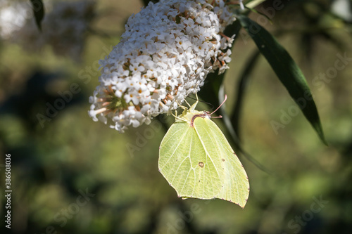 Obraz na płótnie Common brimstone (Gonepteryx rhamni) w salonie