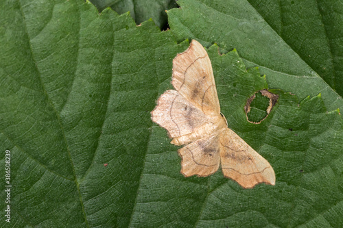 Small scallop (Idaea emarginata) photo