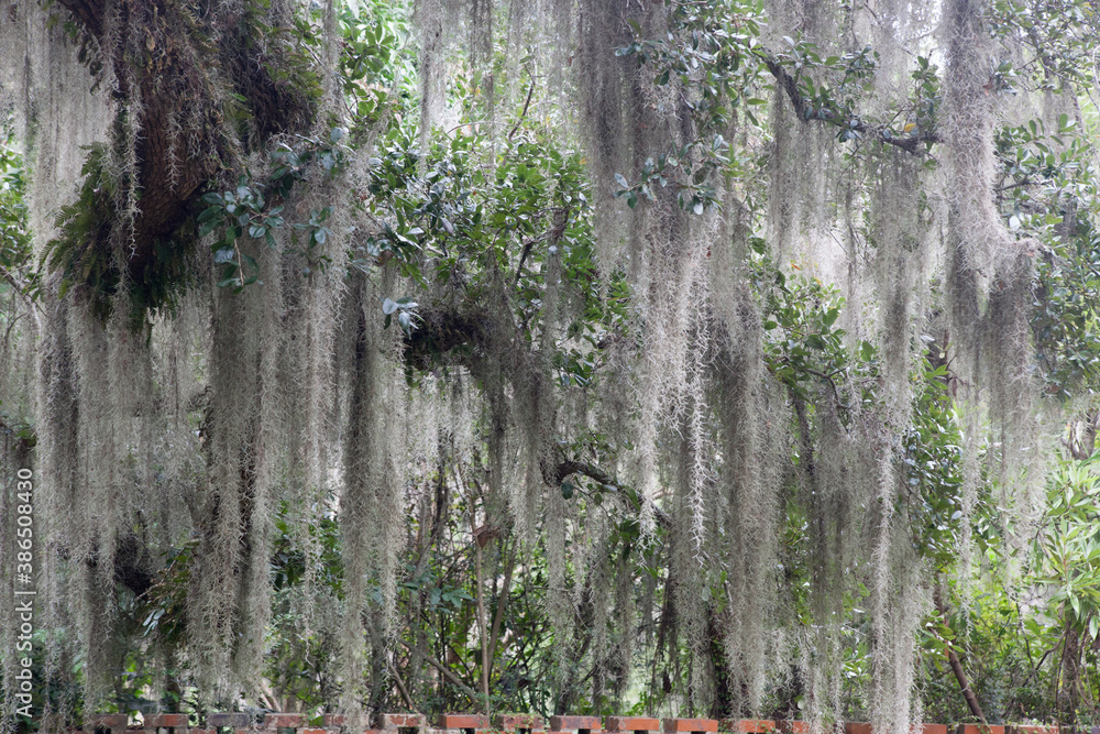 Spanish moss hanging from a tree outdoors Spanish moss hanging from a tree outdoors